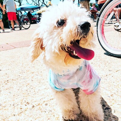 Tie-Dye Shirt for Pets - image1